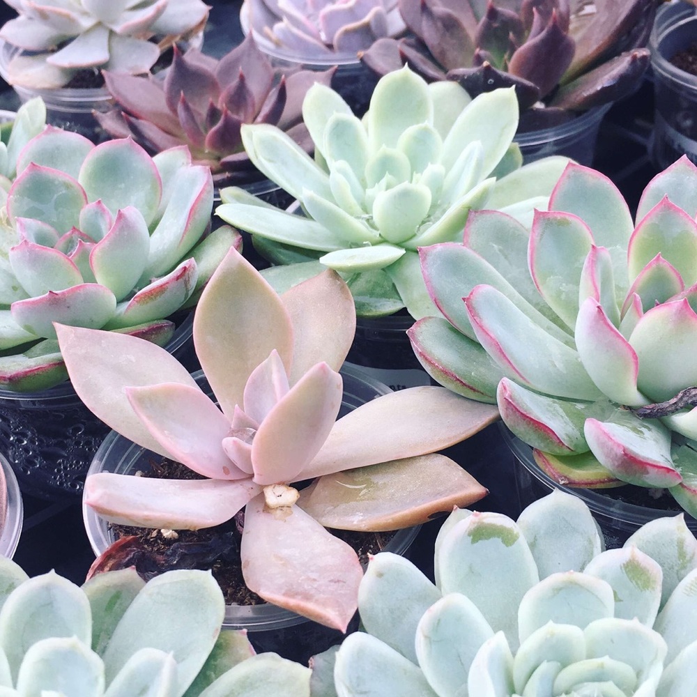 Meet your Posher, Clara